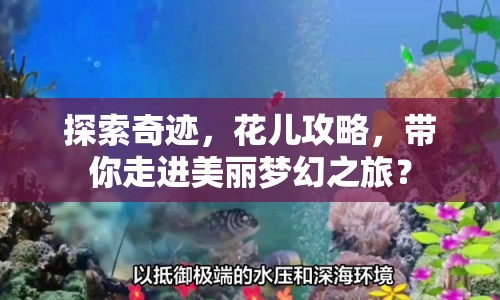 探索奇跡，花兒攻略，帶你走進美麗夢幻之旅？