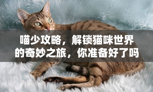 喵少攻略，解鎖貓咪世界的奇妙之旅，你準(zhǔn)備好了嗎？