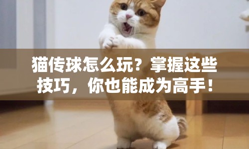 貓傳球怎么玩？掌握這些技巧，你也能成為高手！