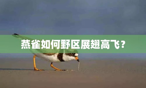 燕雀如何野區(qū)展翅高飛？