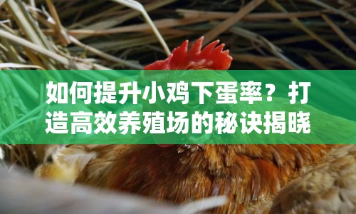 如何提升小雞下蛋率？打造高效養(yǎng)殖場的秘訣揭曉！