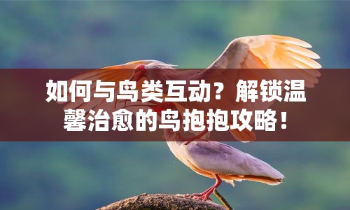如何與鳥類互動(dòng)？解鎖溫馨治愈的鳥抱抱攻略！