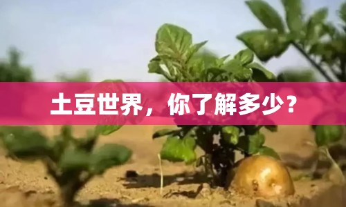 土豆世界，你了解多少？