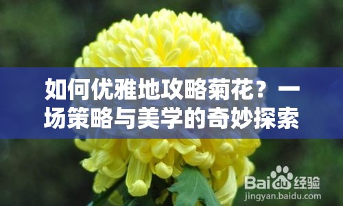 如何優(yōu)雅地攻略菊花？一場策略與美學(xué)的奇妙探索！