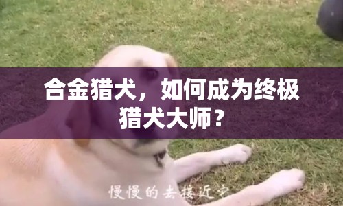 合金獵犬，如何成為終極獵犬大師？