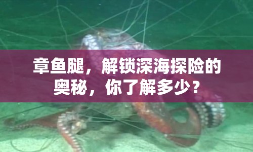 章魚腿，解鎖深海探險(xiǎn)的奧秘，你了解多少？
