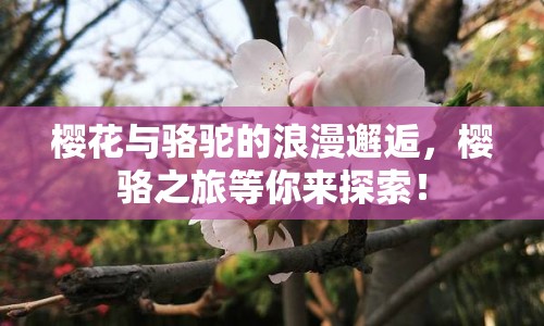 櫻花與駱駝的浪漫邂逅，櫻駱之旅等你來探索！