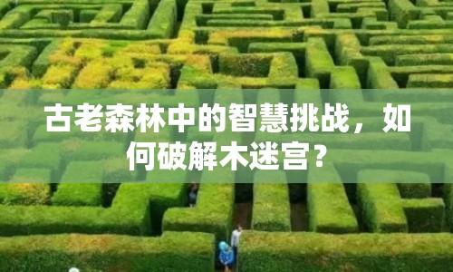古老森林中的智慧挑戰(zhàn)，如何破解木迷宮？