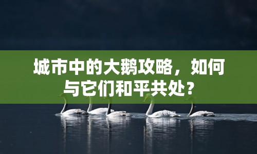 城市中的大鵝攻略，如何與它們和平共處？