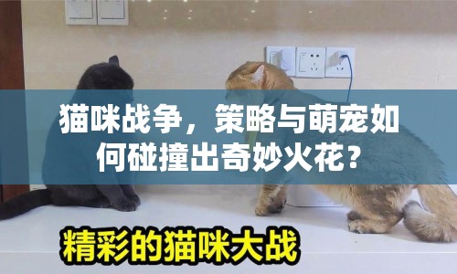 貓咪戰(zhàn)爭，策略與萌寵如何碰撞出奇妙火花？