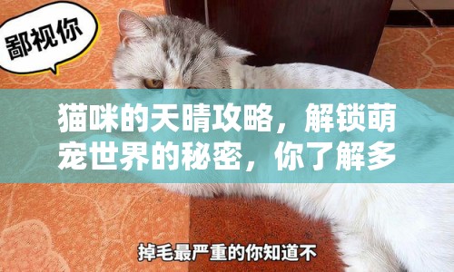 貓咪的天晴攻略，解鎖萌寵世界的秘密，你了解多少？