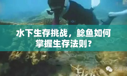 水下生存挑戰(zhàn)，鯰魚(yú)如何掌握生存法則？