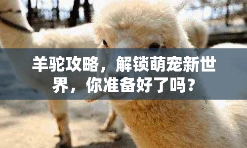 羊駝攻略，解鎖萌寵新世界，你準備好了嗎？