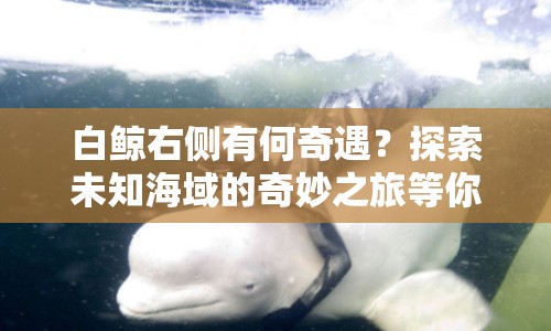 白鯨右側(cè)有何奇遇？探索未知海域的奇妙之旅等你來(lái)揭秘！