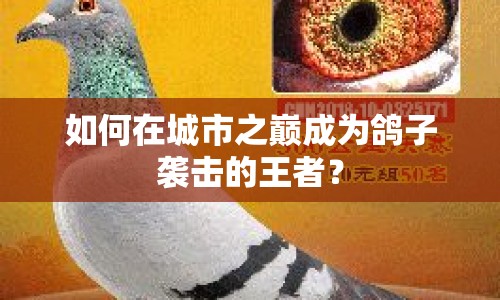 如何在城市之巔成為鴿子襲擊的王者？