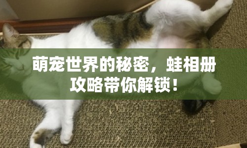 萌寵世界的秘密，蛙相冊攻略帶你解鎖！