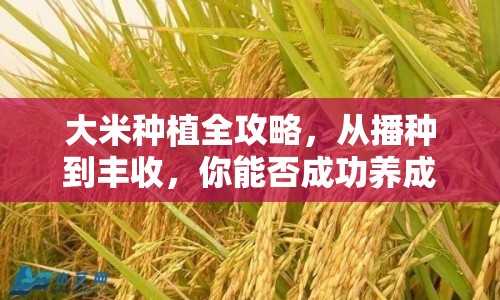 大米種植全攻略，從播種到豐收，你能否成功養(yǎng)成？