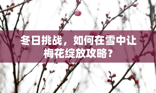 冬日挑戰(zhàn)，如何在雪中讓梅花綻放攻略？