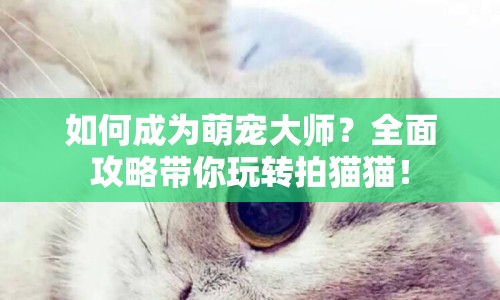 如何成為萌寵大師？全面攻略帶你玩轉(zhuǎn)拍貓貓！