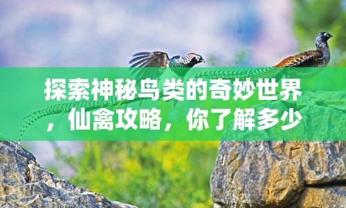 探索神秘鳥類的奇妙世界，仙禽攻略，你了解多少？