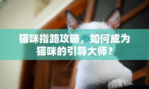 貓咪指路攻略，如何成為貓咪的引導(dǎo)大師？