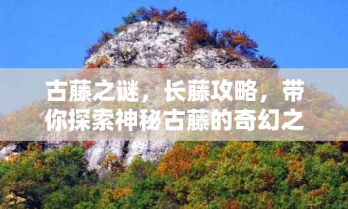 古藤之謎，長藤攻略，帶你探索神秘古藤的奇幻之旅！