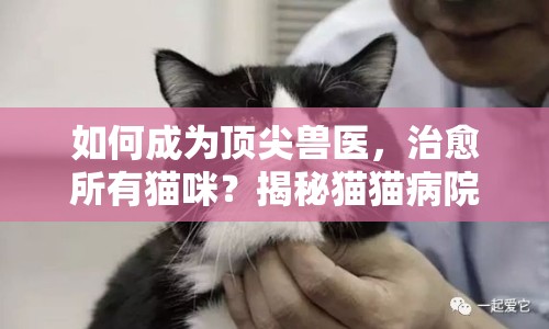 如何成為頂尖獸醫(yī)，治愈所有貓咪？揭秘貓貓病院攻略！