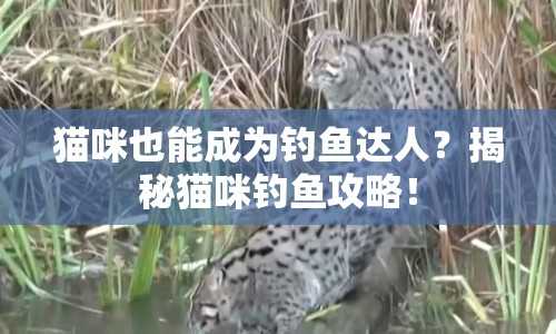 貓咪也能成為釣魚達人？揭秘貓咪釣魚攻略！