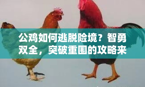 公雞如何逃脫險境？智勇雙全，突破重圍的攻略來啦！