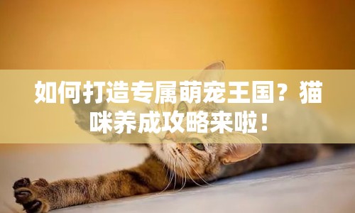 如何打造專屬萌寵王國？貓咪養(yǎng)成攻略來啦！