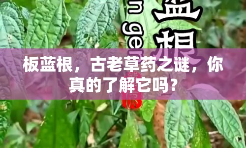 板藍(lán)根，古老草藥之謎，你真的了解它嗎？