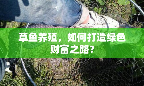 草魚養(yǎng)殖，如何打造綠色財富之路？