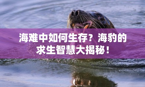 海難中如何生存？海豹的求生智慧大揭秘！
