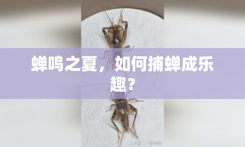 蟬鳴之夏，如何捕蟬成樂(lè)趣？