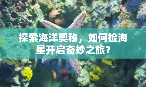 探索海洋奧秘，如何撿海星開啟奇妙之旅？