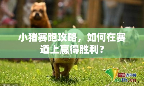 小豬賽跑攻略，如何在賽道上贏得勝利？