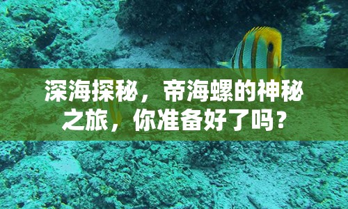 深海探秘，帝海螺的神秘之旅，你準備好了嗎？
