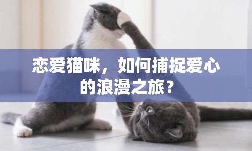 戀愛貓咪，如何捕捉愛心的浪漫之旅？