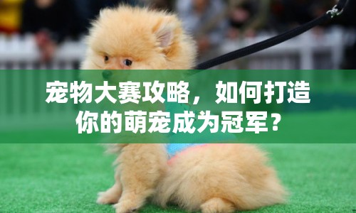 寵物大賽攻略，如何打造你的萌寵成為冠軍？