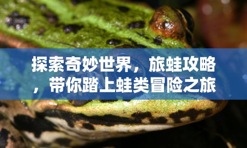 探索奇妙世界，旅蛙攻略，帶你踏上蛙類冒險之旅！