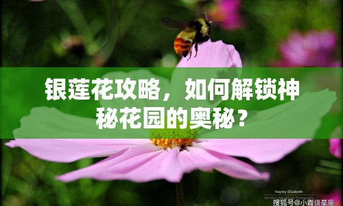 銀蓮花攻略，如何解鎖神秘花園的奧秘？