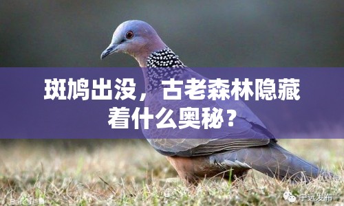 斑鳩出沒，古老森林隱藏著什么奧秘？
