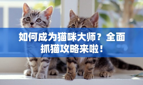 如何成為貓咪大師？全面抓貓攻略來啦！