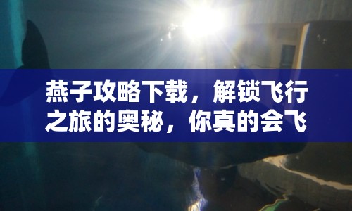燕子攻略下載，解鎖飛行之旅的奧秘，你真的會(huì)飛嗎？