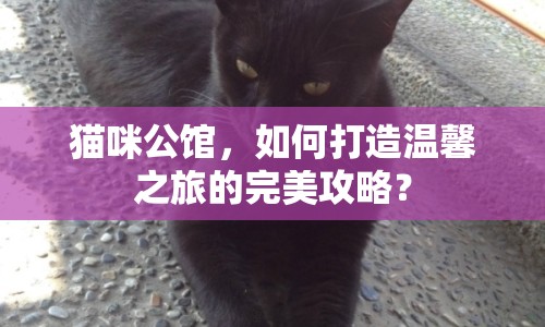 貓咪公館，如何打造溫馨之旅的完美攻略？