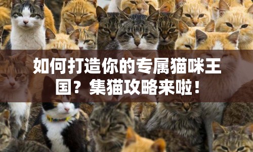 如何打造你的專屬貓咪王國？集貓攻略來啦！