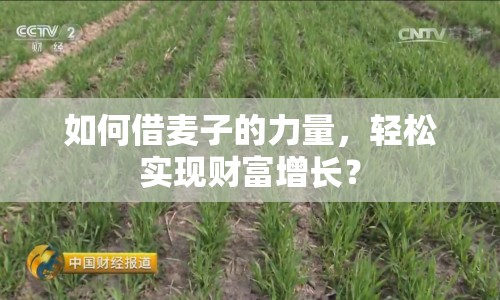 如何借麥子的力量，輕松實現(xiàn)財富增長？