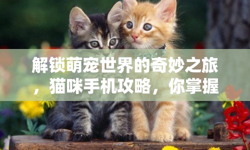 解鎖萌寵世界的奇妙之旅，貓咪手機攻略，你掌握了嗎？