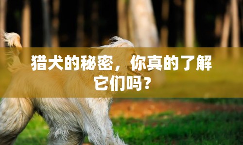 獵犬的秘密，你真的了解它們嗎？