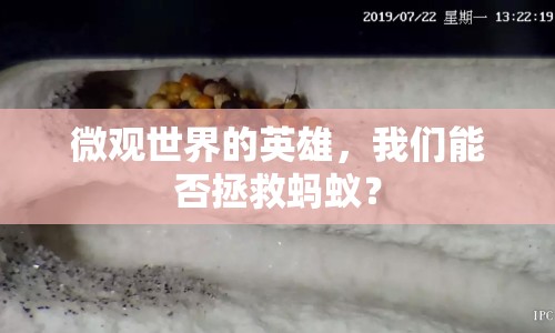 微觀世界的英雄，我們能否拯救螞蟻？